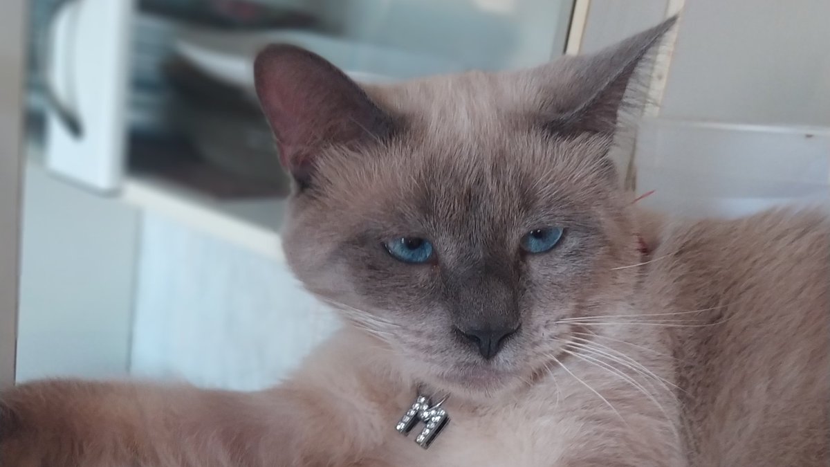 Apresento-lhes meus dois filhos preciosos.

-Gris &amp; Manchas.

🐾🥰