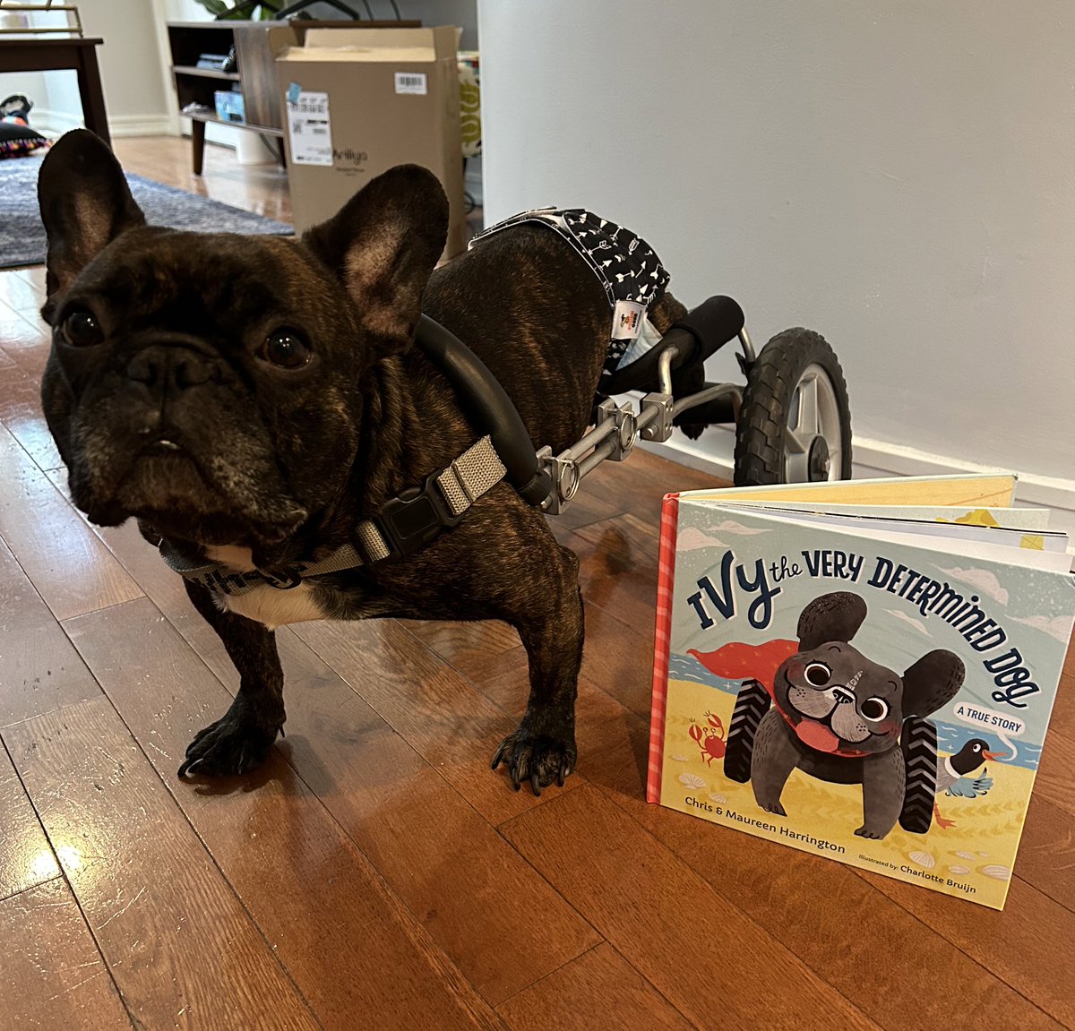 Happy #WorldBookDay! Drake is dressed as #ivythefrenchie ♥️ One of my favorite children’s books! #BeAnAuthor #WorldBookDay2023