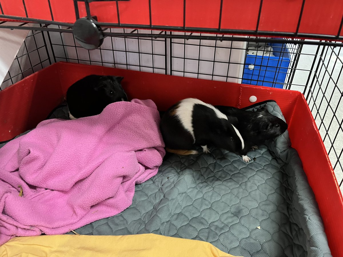 The <a href="/ColumbiaUrbanAg/">CCUA</a> informed the JMS Zoo that 5 guinea pigs were abandoned at their farm overnight in the cold. We are super full but we feel we have a responsibility being a zoo.  So, here they are!  The zookeepers spring into action and get things ready for them in 30 min.