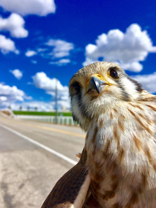 Know what can fly higher than an American Kestrel? A Bronco student (with your support)! Please consider funding student research this #BroncoGivingDay. Donations support student research experiences, scholarships, equipment, and more! Become a Donor at bit.ly/3IJwk5s