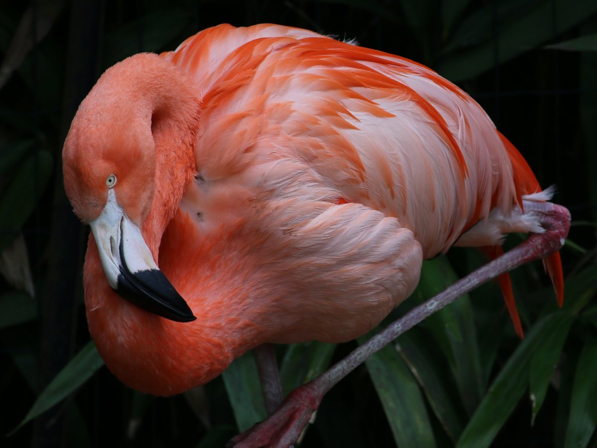 @sykesjeff Flamingo in Birdworld, Farnham, UK