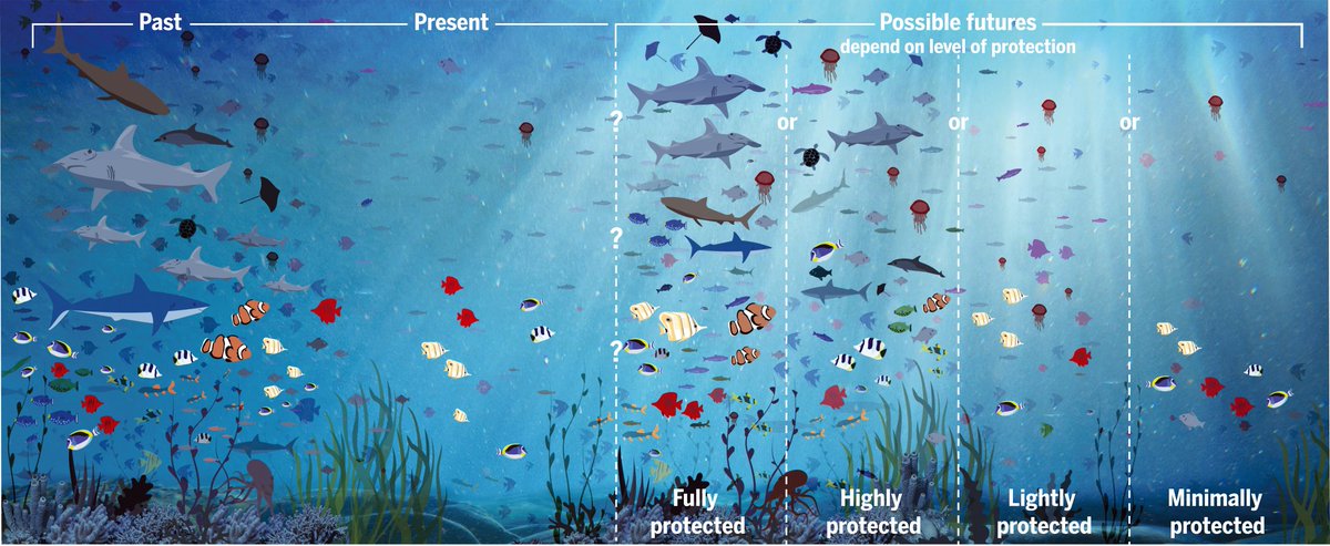 👀 We see many #MPAs designated towards #Cop15 #30x30. 👂🏽 We hear many #commitments at #OurOceanPanama. 📃 Thanks to #BBNJ, we'll have soon #MPAs in the #HighSeas. ⚠️ Please, make these #MPAs meaningful for #biodiversity with the appropriate #LevelOfProtection. #MPAGuide