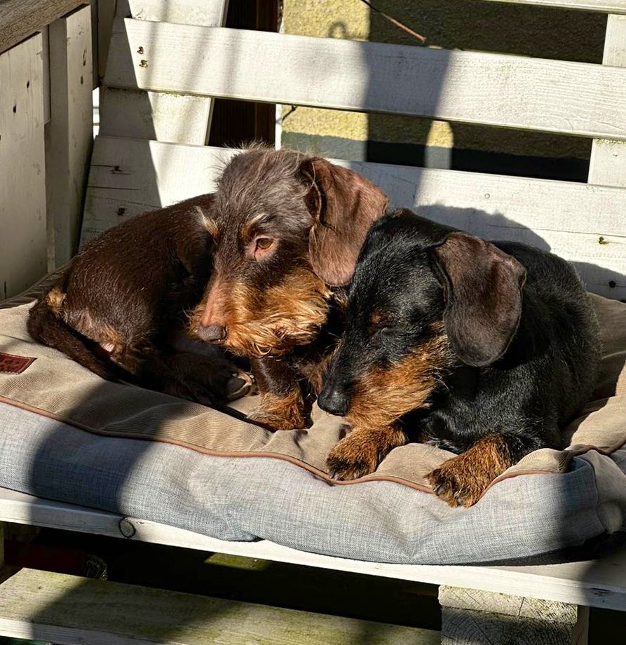 Waldorf &amp; Statler sammeln Sonnenstrahlen.