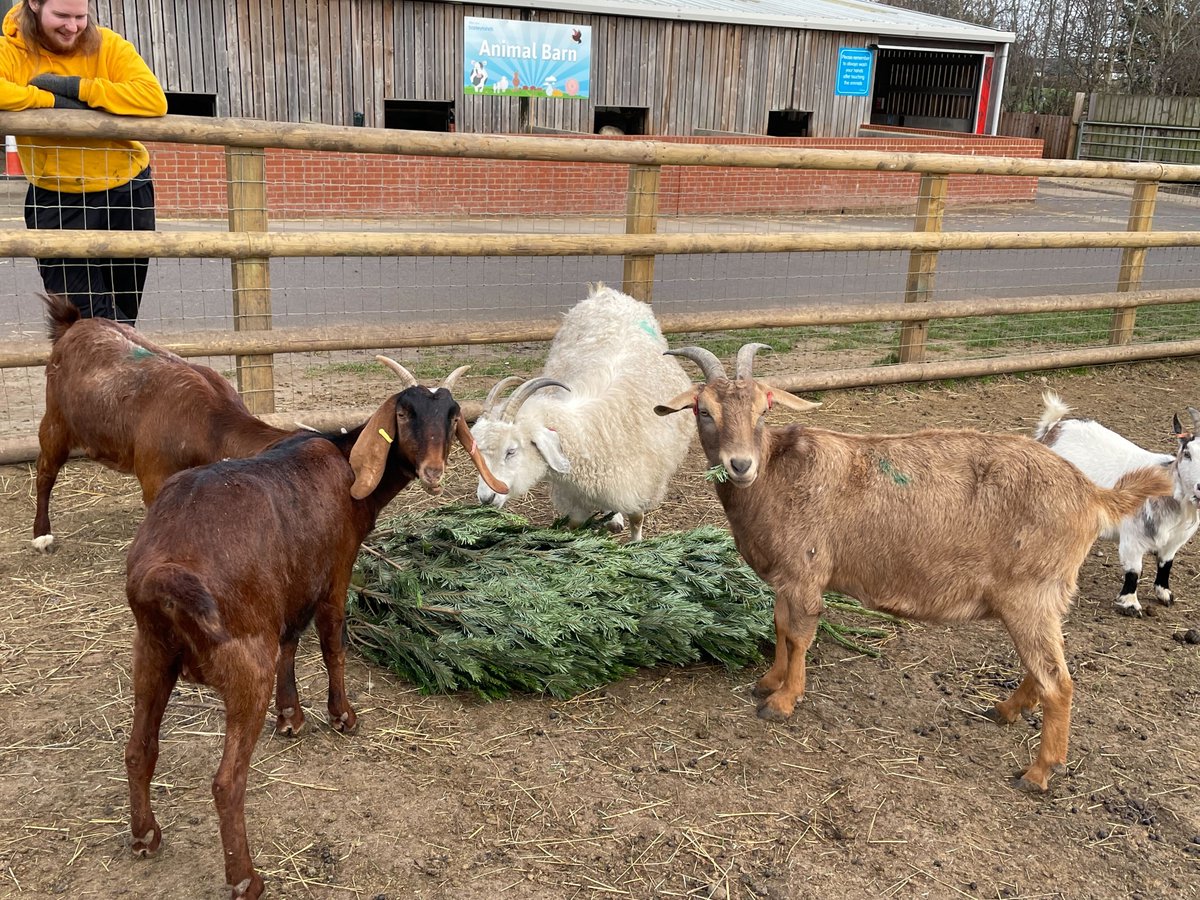 Beards & Daisies tweet media