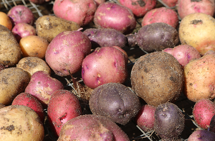 If you want to grow epic #potatoes, there are a few things you need to know before you get started. In this episode of the podcast, my guest Jim Gerritsen of Wood Prairie Family Farm shares his tips for a successful #potato harvest. joegardener.com/podcast/how-to…