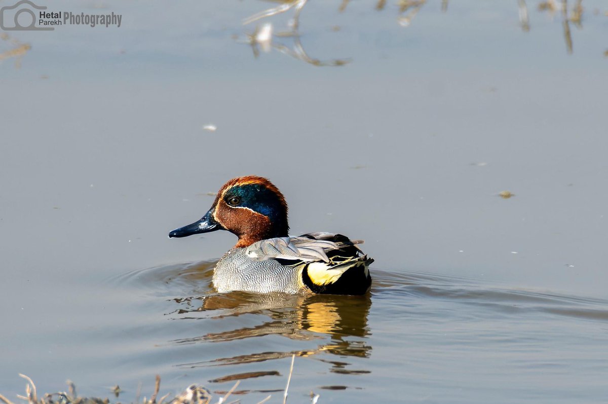 Common teal
Anas crecca
#BBCWildlifePOTD #wildlifephotography #TwitterNaturePhotography #IndiAves #NaturePhotography #ThePhotoHour #SHUTDOWN @NikonIndia @BirdLife_News @birdsoftheworld @BirdsOfGujarat @wildlifeInd @NatureIn_Focus @SaevusWildlife