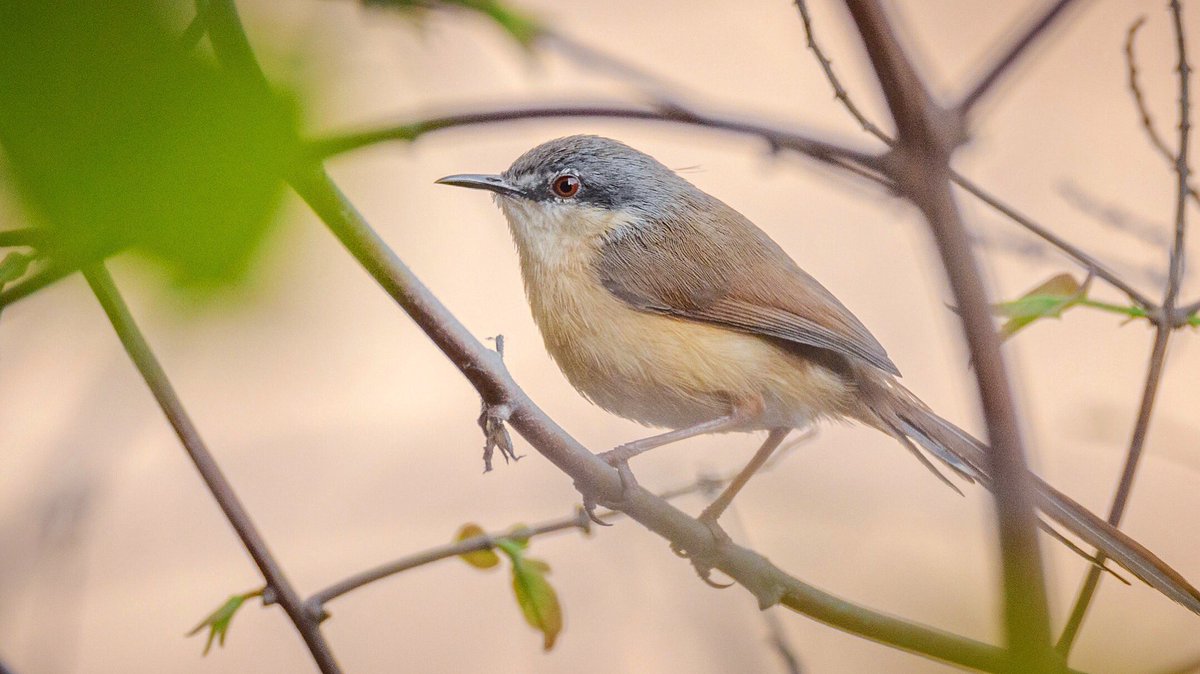 As #spring rolls in, the #passerine birds like this #ashyprinia start to reclaim their right over the urban #gardens and farmland in many parts of #India.

🐦

#birdphotography #wildlifephotography #indiaves @IndiAves #birdtwitter #twitternaturecommunity #wildlifeofindia