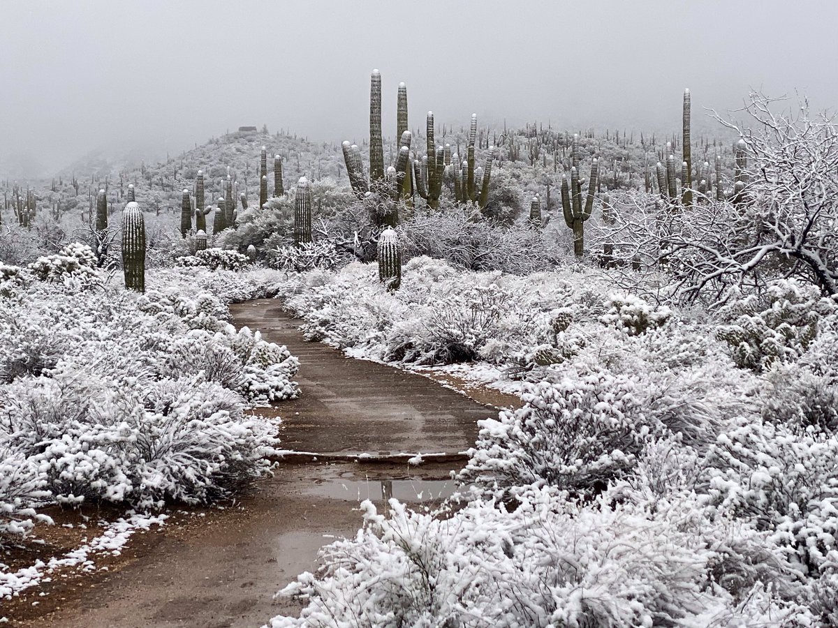 Magical Morning in Tucson 🌵🌵🌵 #thisistucson #snowday #Tucson #Arizona