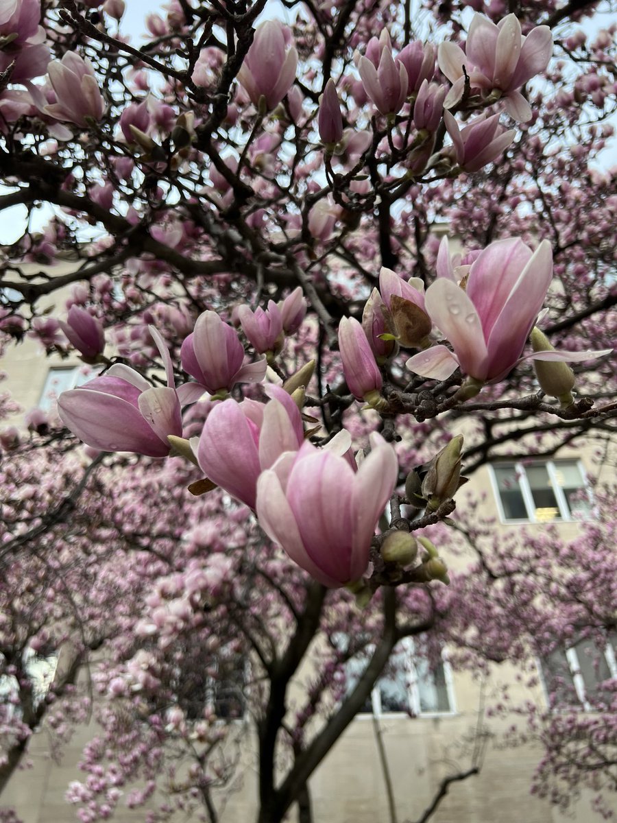 megcagle's tweet photo. It may only be March 2nd but itβs already magnolia season in the District! #DCspring https://t.co/IOJZEJCWVq