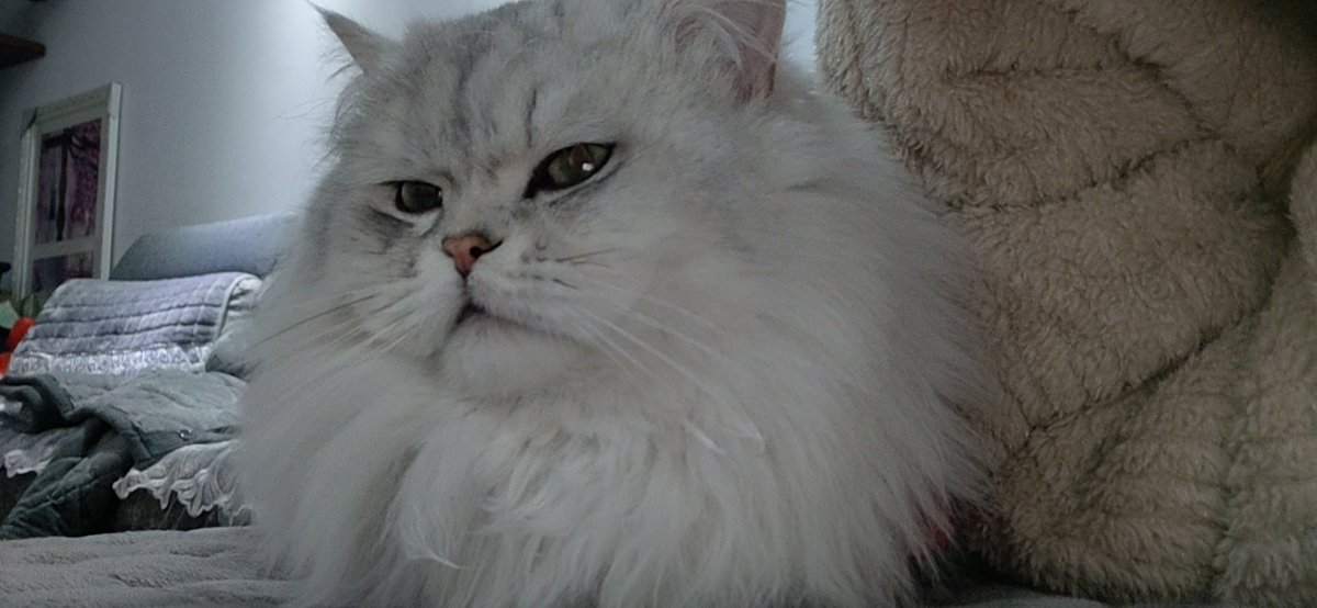 （邪魅一笑）（眼中透出三分薄凉四分讥讽和两分漫不经心） #肉丸子的一些日常