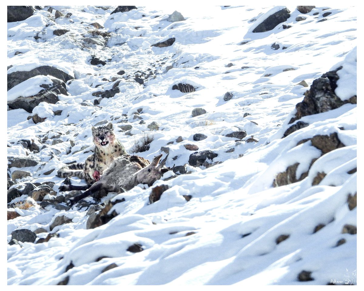 MThiksay's tweet photo. Snow Leopard with a kill of Asiatic Ibex

#snowleopard #Leh #wildlife https://t.co/GYUK7KHgof
