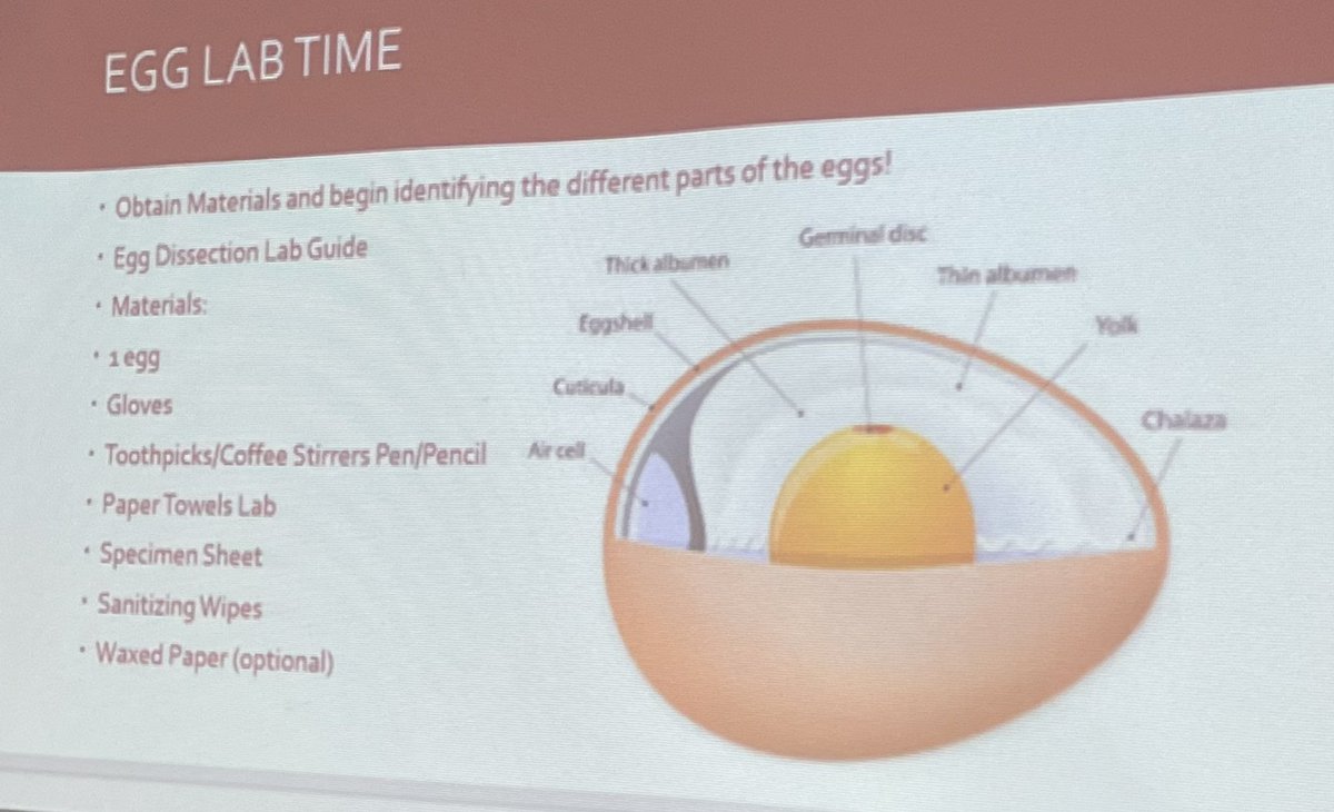 ROISDCTE's tweet photo. @red_oakffa Vet Tech students are learning about the history of chickens and identifying parts of an egg🥚 🍳🐓🐣@rohighschool @redoakisd https://t.co/FMJFvG9jza