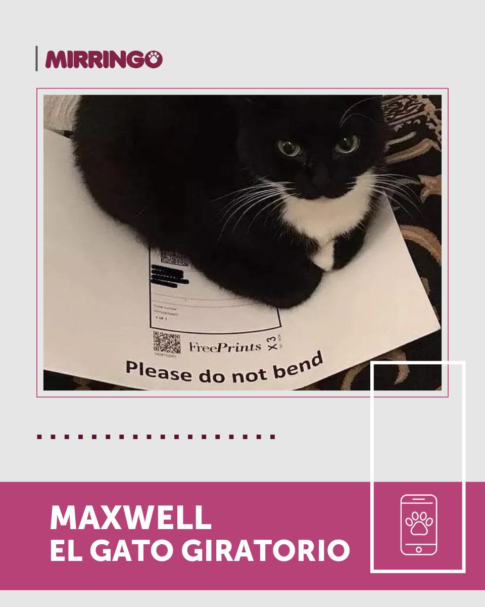 Plantillas de Hoja En Blanco online gratis | Canva, image size:960x1200