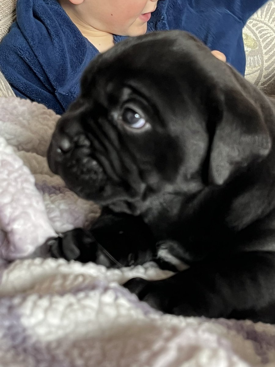 SL18SAM's tweet image. Puppy snuggles ❤️ the boys Marley &amp;amp; Milo are 4wks old already