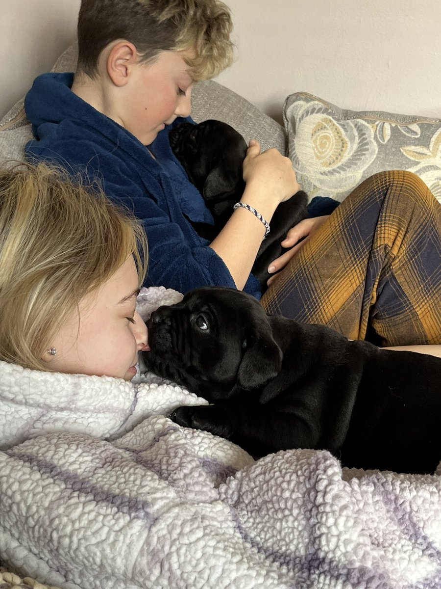 SL18SAM's tweet image. Puppy snuggles ❤️ the boys Marley &amp;amp; Milo are 4wks old already