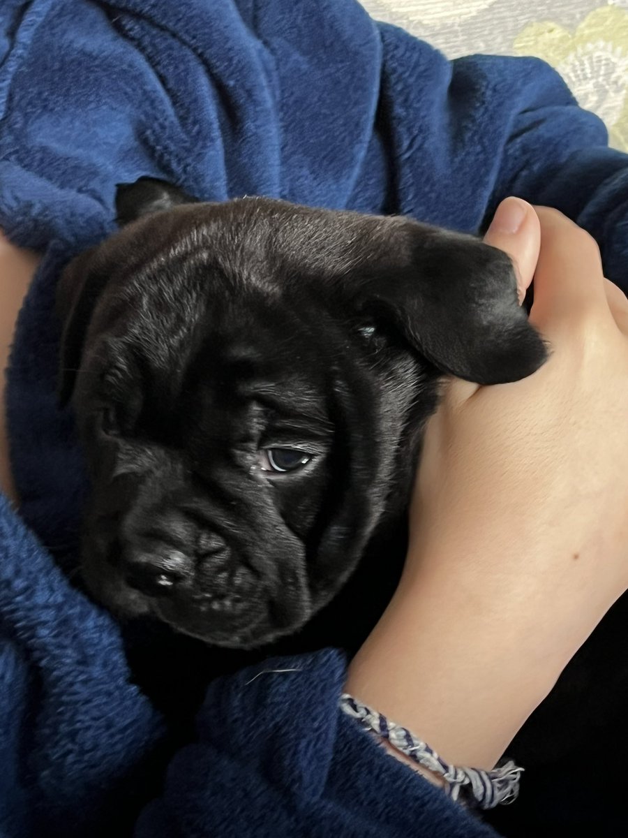 SL18SAM's tweet image. Puppy snuggles ❤️ the boys Marley &amp;amp; Milo are 4wks old already