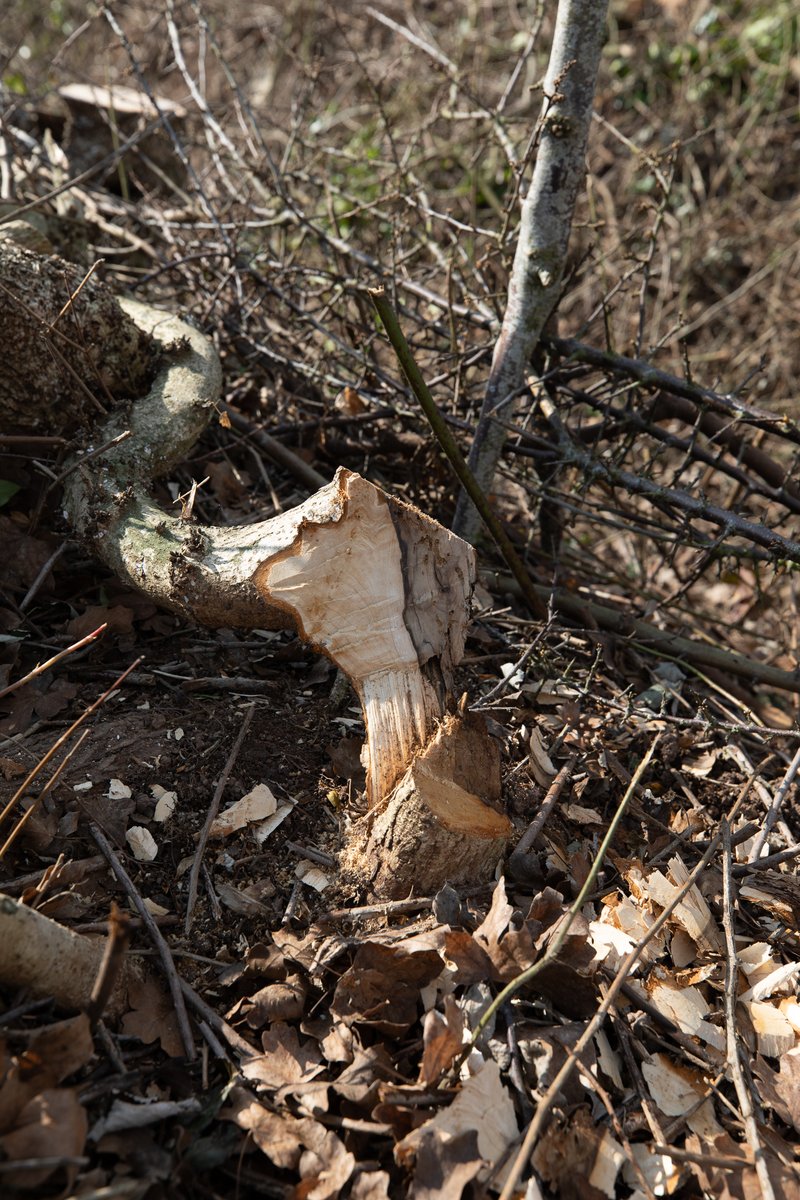 The hedge is almost finished, but! There are so many gaps in it that we've got an awful lot of planting to do.

If you want to lend a hand, we'll be at w3w: guilty.cards.yarn this Saturday, 10-12 (ish).

More: longrunmeadow.co.uk/final-hedge-wo…