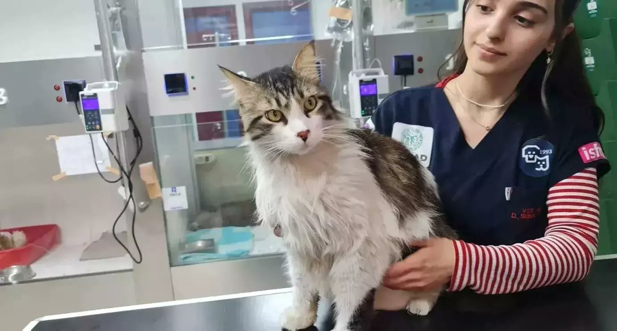 Hatay depreminden kurtarılan hastanemizde tedavisi tamamlanan depremzede çocuğumuza ömürlük yuvasını arıyoruz.

4-5 yaşlarında
Kısır Erkek

Evlat edinmek için Cat Hospital Kedi Hastanesi ile iletişime geçebilirsiniz.

#sahiplenmeevlatedin