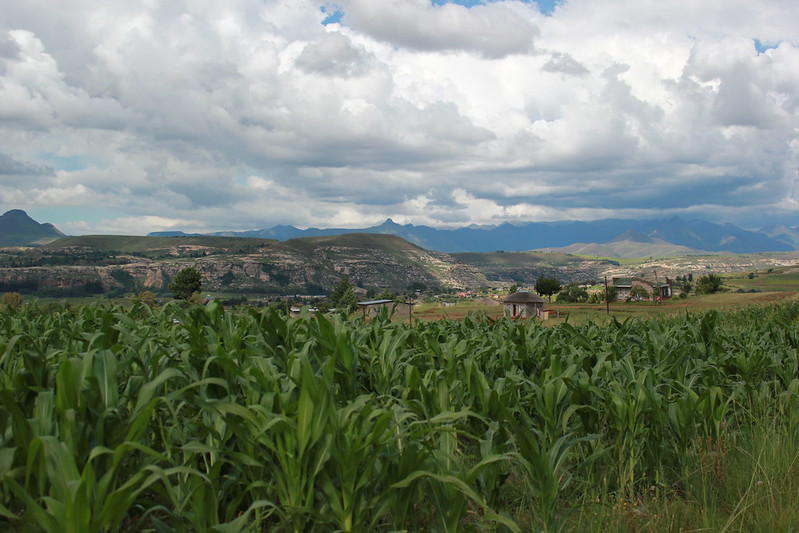 FAOstatistics's tweet image. Next generation Earth Observation tools help monitor land cover change in #Lesotho 🇱🇸. 

@FAOstatistics works with partners to make agrifood systems more resilient and achieve Zero Hunger.

Find out more: fao.org/sustainable-de…