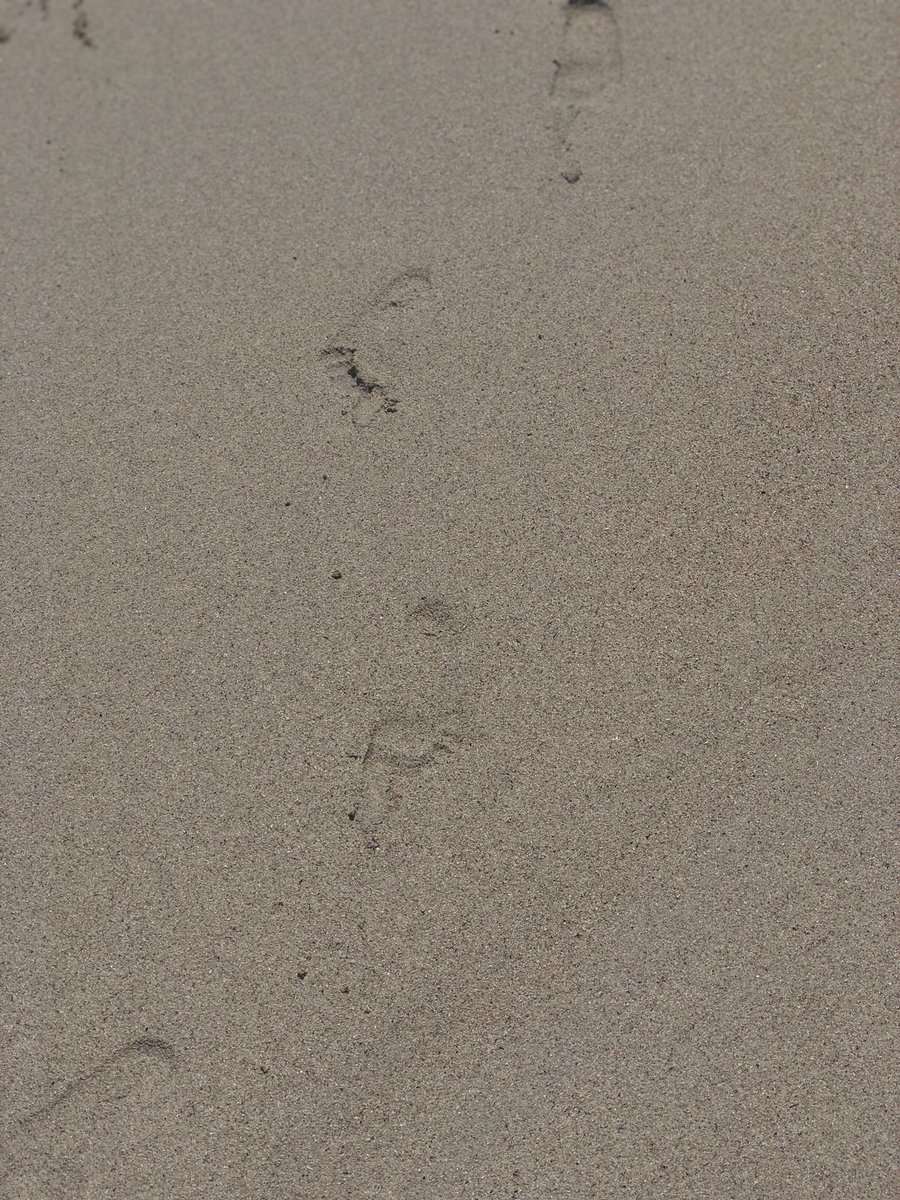inaredmustang's tweet photo. South Africa. Tanzania. Kenya. 

Just me, my best friend and my little-one travelling for 5 weeks of sun, sea, sand, safari, singing, laughing and no social media. 

Now it’s back to reality. 

And as always … 

#IStandWithAmberHeard https://t.co/2LjLQh5i2B