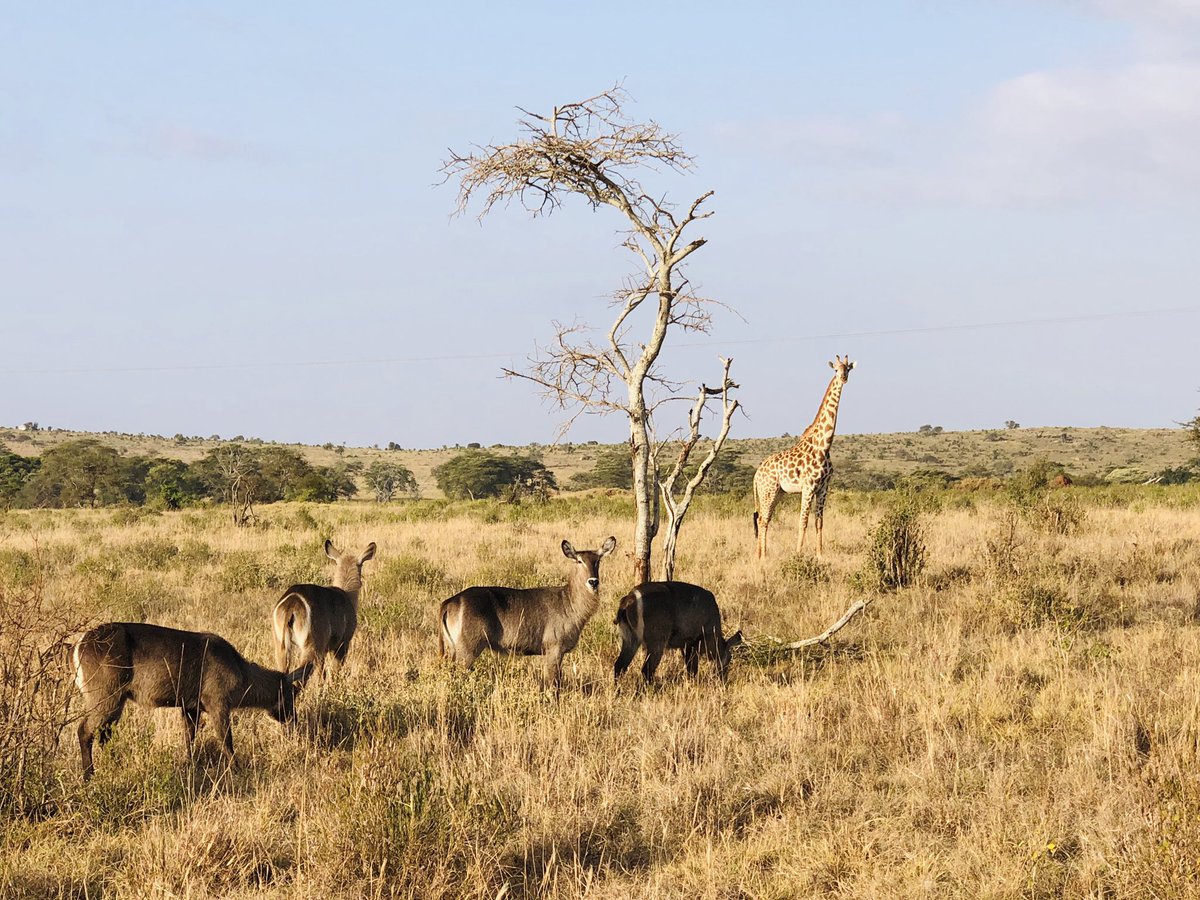 inaredmustang's tweet photo. South Africa. Tanzania. Kenya. 

Just me, my best friend and my little-one travelling for 5 weeks of sun, sea, sand, safari, singing, laughing and no social media. 

Now it’s back to reality. 

And as always … 

#IStandWithAmberHeard https://t.co/2LjLQh5i2B