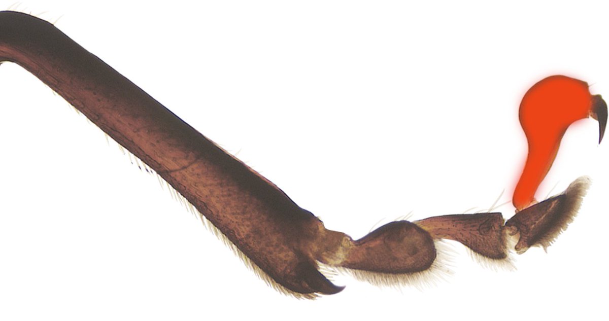 USDA_ARS's tweet image. A bulbous and swollen fifth metatarsomere of powerfully jumping flea beetles may function as a vibration minimizing bow stabilizer, a rod with a ball attached to the end of it. Learn more bit.ly/3KY5NnI #SysEntLab