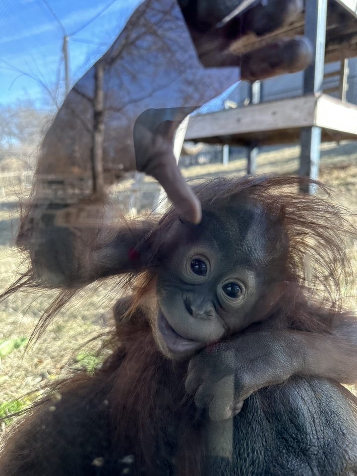 Topeka Zoo tweet media