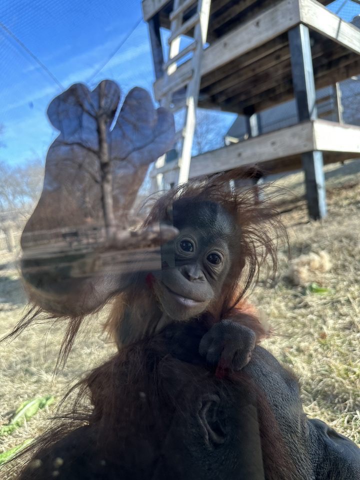 Topeka Zoo tweet media