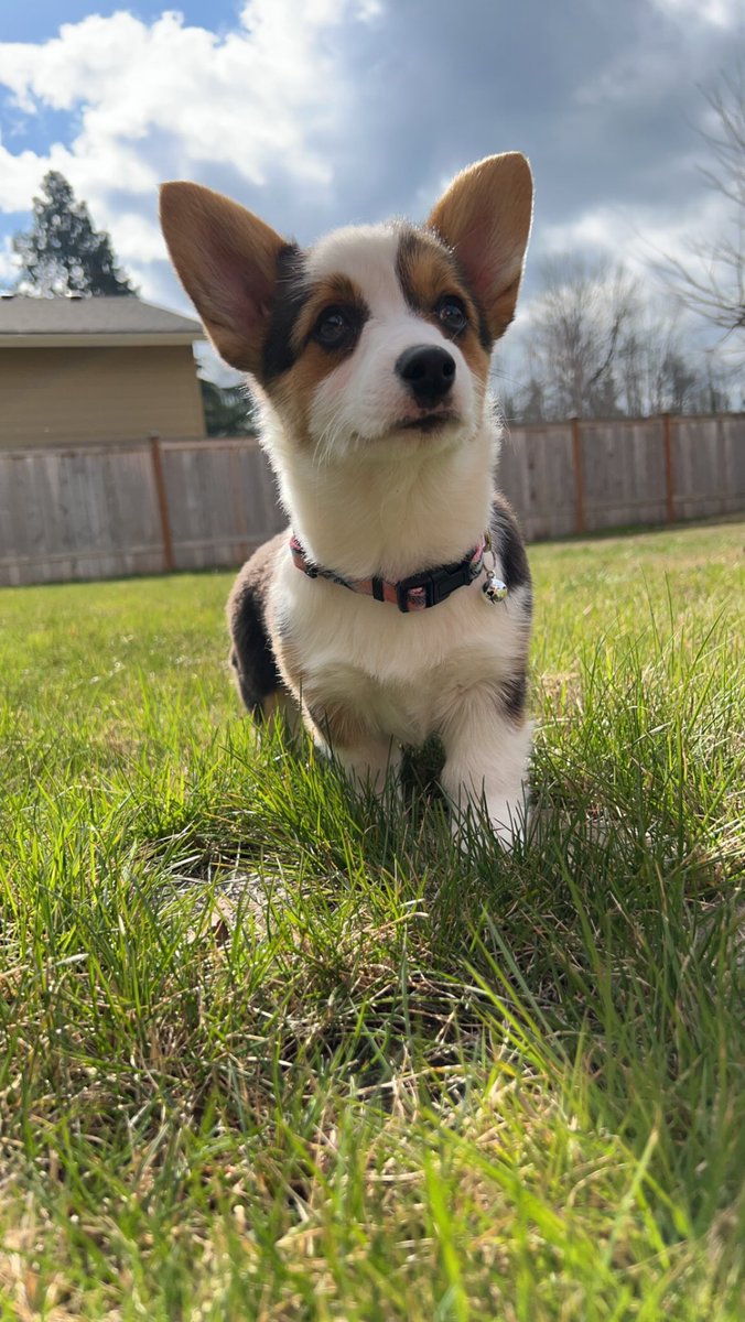 raveeliv's tweet photo. My dream finally came true. I have a corgi. Everyone meet zelda 😍 https://t.co/AdSiW7ZEQv