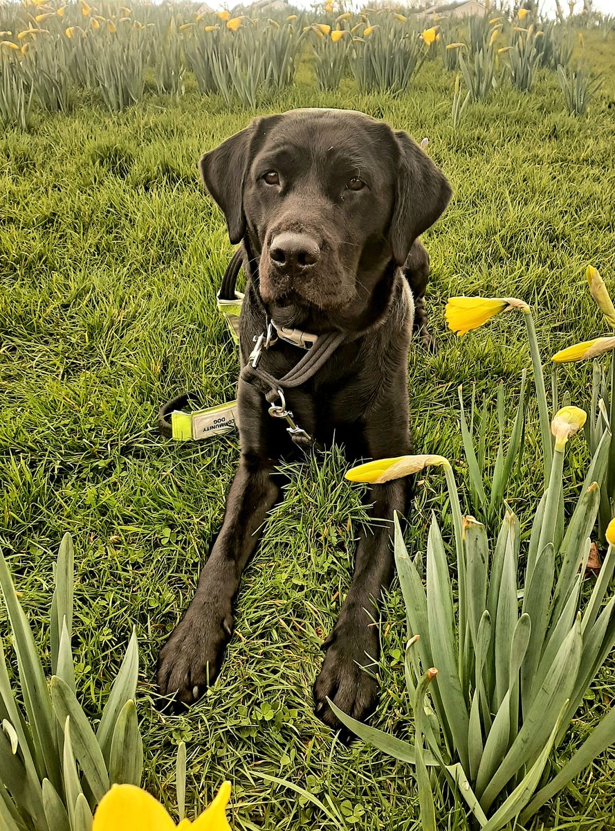 The daffodils are springing up! 💛🌼🐾
#TeamDDLETB
#communitydog