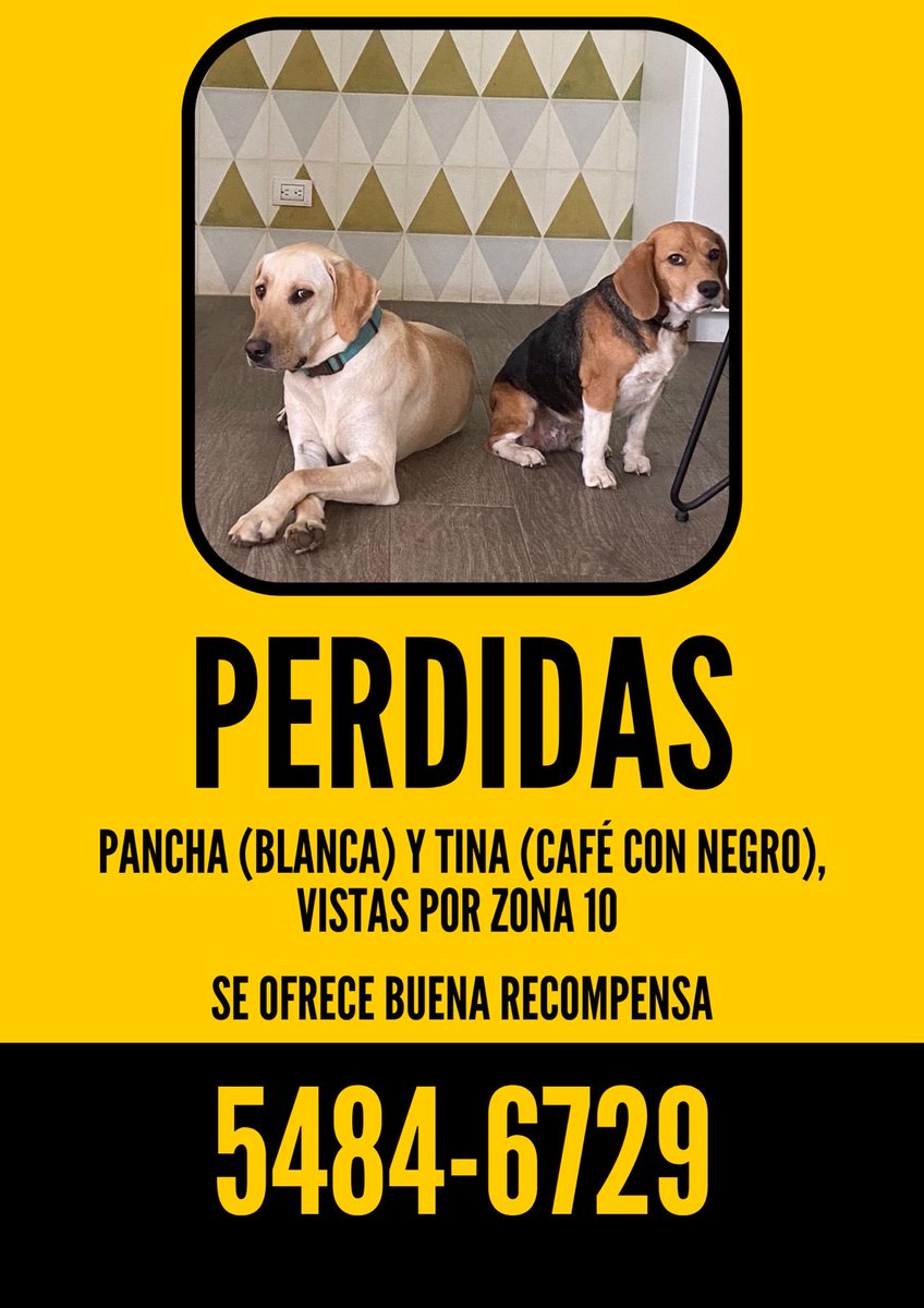 ingrugar's tweet photo. Se perdieron hoy, se agradece toda información que tengan.

⁦@mishamoliviatis⁩ ⁦⁦@QuiqueGodoy⁩ ⁦@cmendeza⁩ ⁦@JLFont001⁩ por favor compartan 🙏 https://t.co/cvoAzP6b87