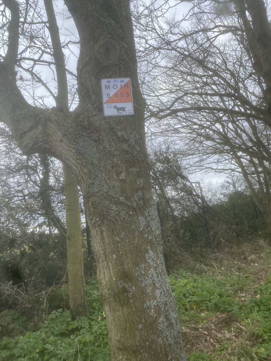 Jasonenriched's tweet photo. This afternoon @MarthamAcademy
Mapping 🌎
Installing 🔨
#orienteeing #activelearning #outdoorlearning #OAT #WeWillExplore @enrichedu https://t.co/Xysn0r4SAv