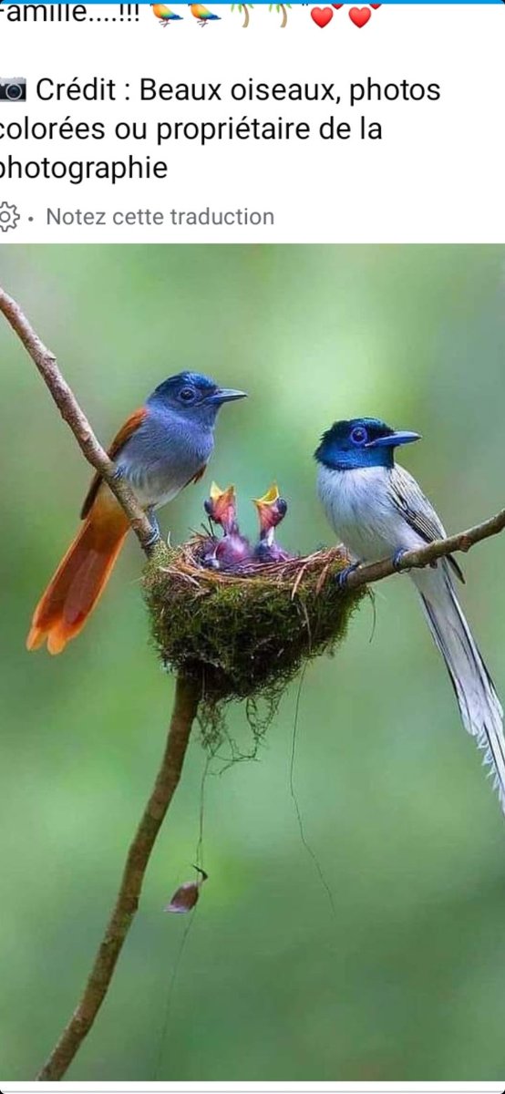 PETITCatherin18's tweet image. C o r r é l a t i o n  ou causalité   ?

De l'importance de ne pas déduire
h â t i v e m e n t  !🤔 ! Le cliché est cocasse : en déduire " une provoc "  serait absurde . #Raisonner démêler 
les liens de Sens est primordial   !

L'explication duMessage est restée