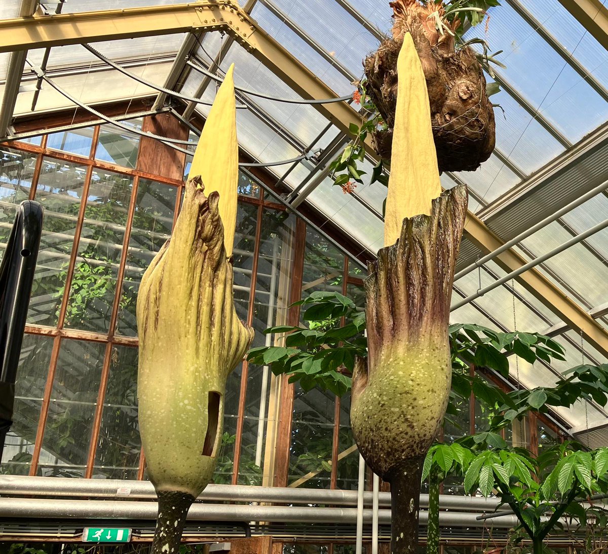 Met het geoogste stuifmeel zal het tweede exemplaar worden bestoven, dat elk moment kan gaan bloeien! Heb je de onmiskenbare stank gemist of wil je de prachtige bloem opnieuw zien? Een tweede kans is dichtbij!