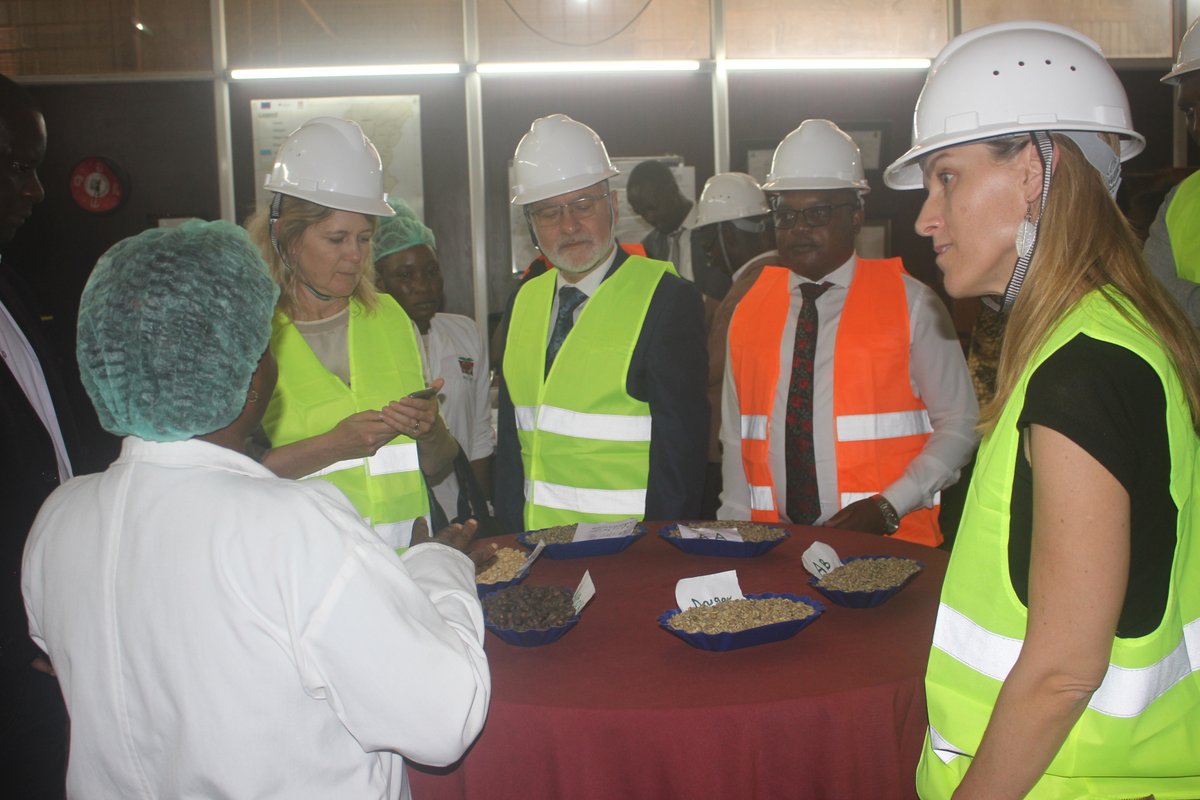 WeEffectEA's tweet photo. Early today, @SwedEnvoyUganda , the Swedish ambassador to Uganda, visited the National Union of Coffee Agribusinesses and Farm Enterprises Ltd @NUCAFE95 , one of our partners under the Innovative Finance for Improved Livelihood (IFIL) project in Uganda. https://t.co/zVR2YDFfsQ
