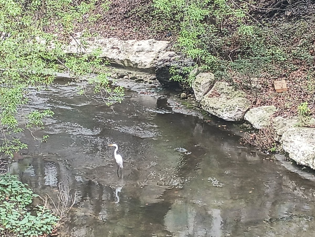 A_Swino's tweet image. #egret #bro #spooked