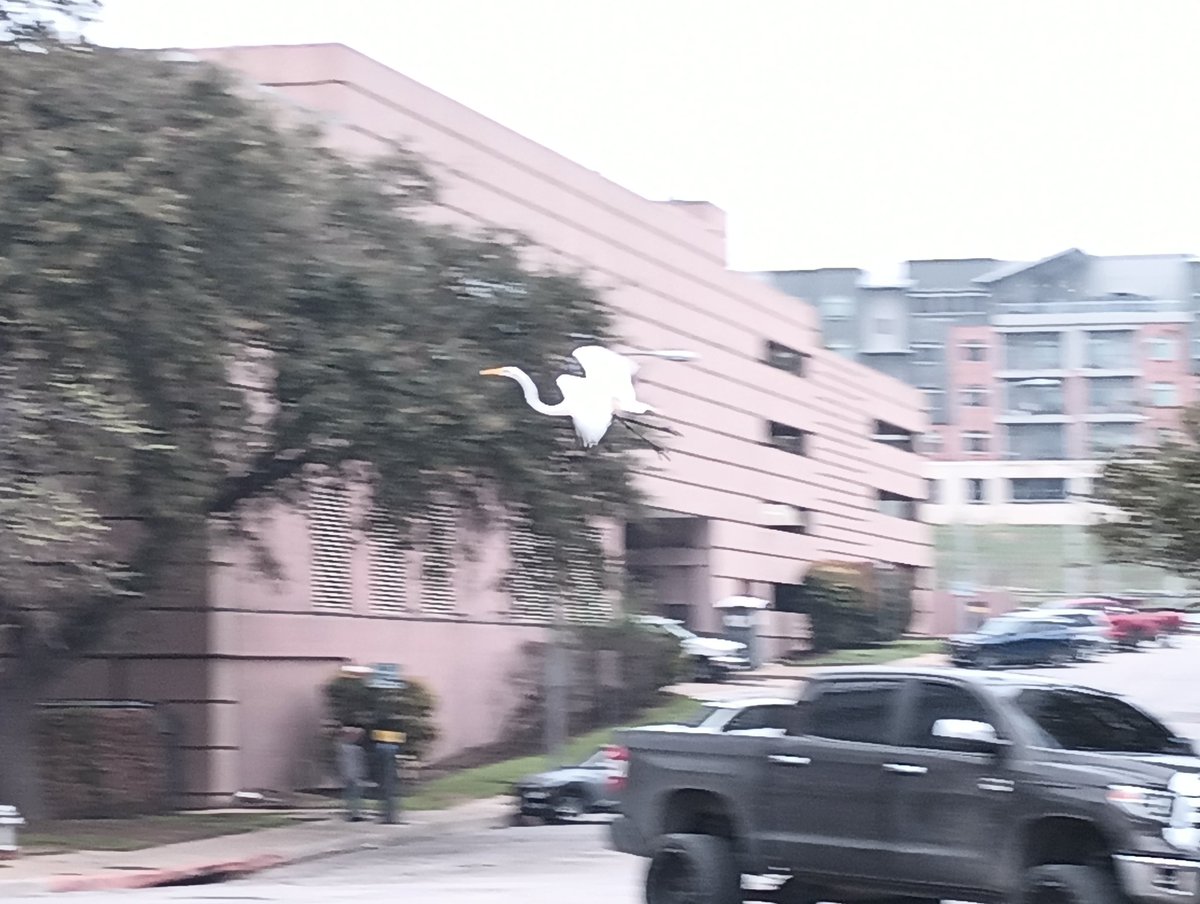 A_Swino's tweet image. #egret #bro #spooked