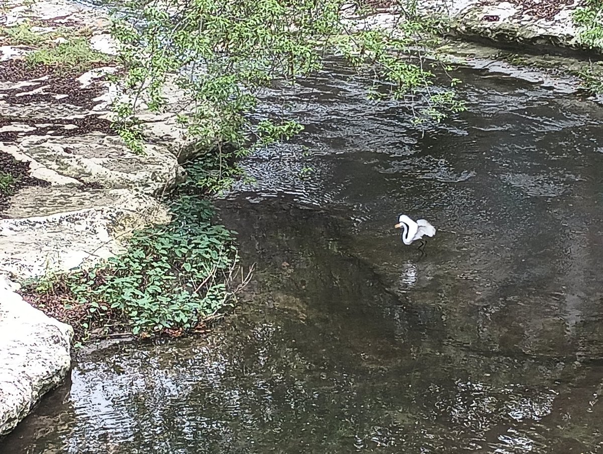 A_Swino's tweet image. #egret #bro #spooked