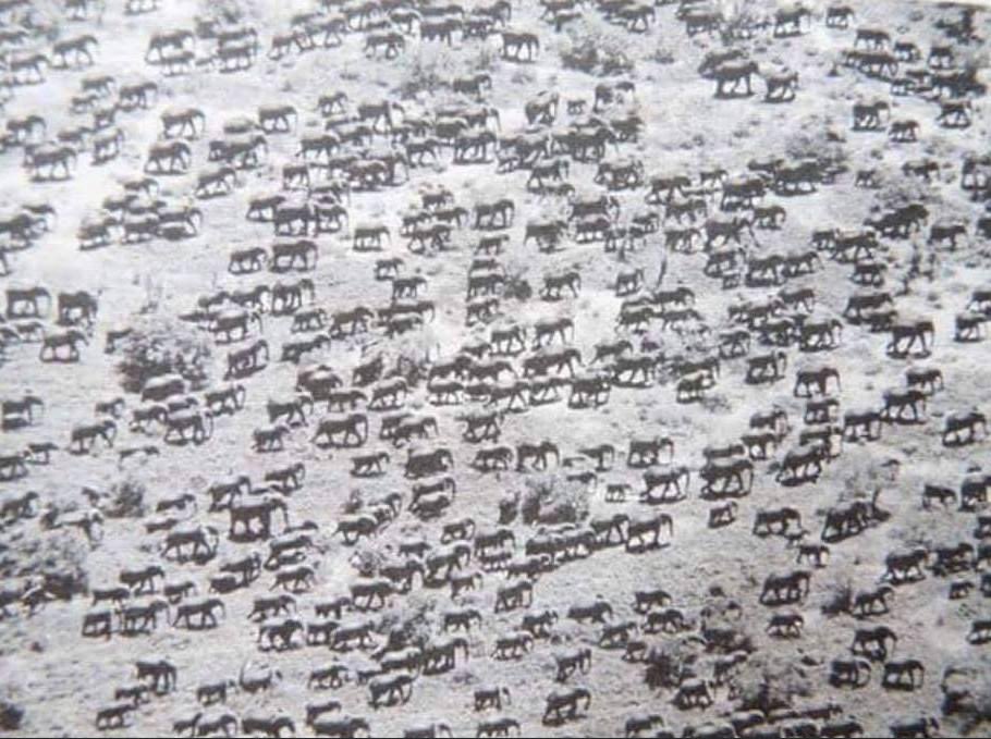 This is what an elephant herd is supposed to look like. Tsavo, Kenya in 1976