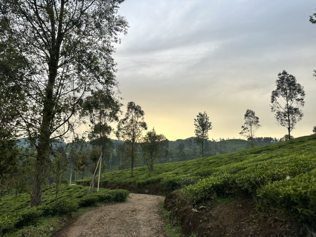 AraliyaT's tweet photo. A few captures of today’s views inside the field when I went to meet the community. 😍
#walapane #centralprovince #srilanka #lka #visitsrilanka #southasia https://t.co/nXN4gQXJxl