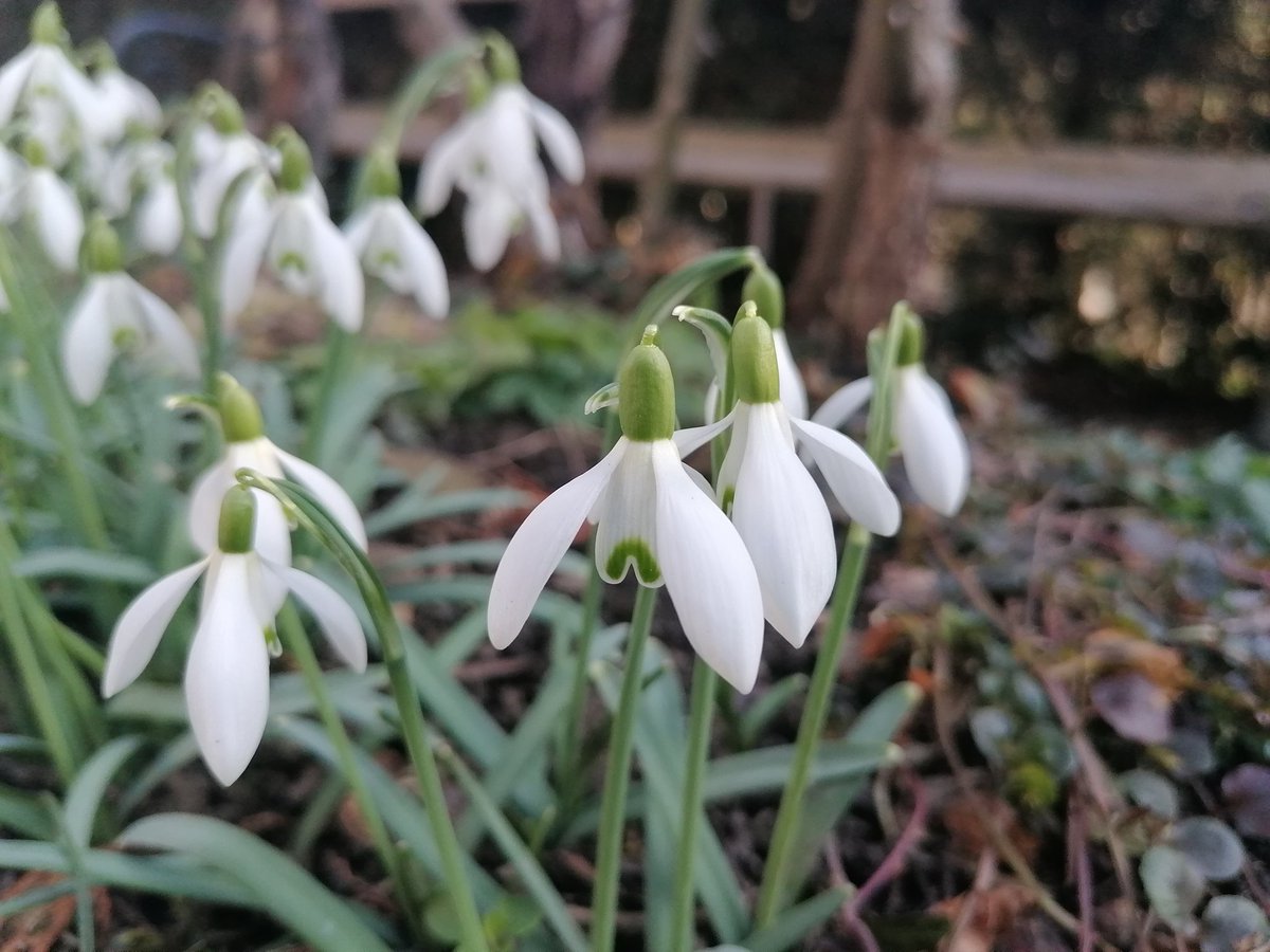 TomderZar's tweet photo. Lasset die Blumen zu mir kommen 💐
#garten #dailyfleets #garden #kleingarten #gartenlogbuch #wienliebe #wienmalanders #vienna #schrebergarten #flowers #blumen #gardening #spring #frühling #bienen https://t.co/5TpQjgHMYR
