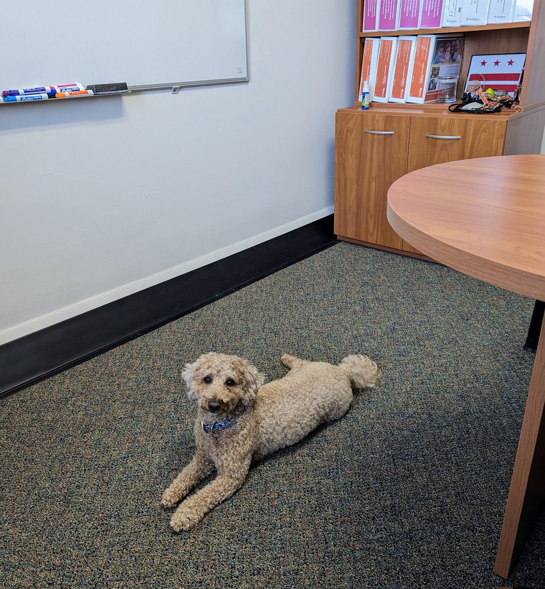 Office mate for the day 🥰