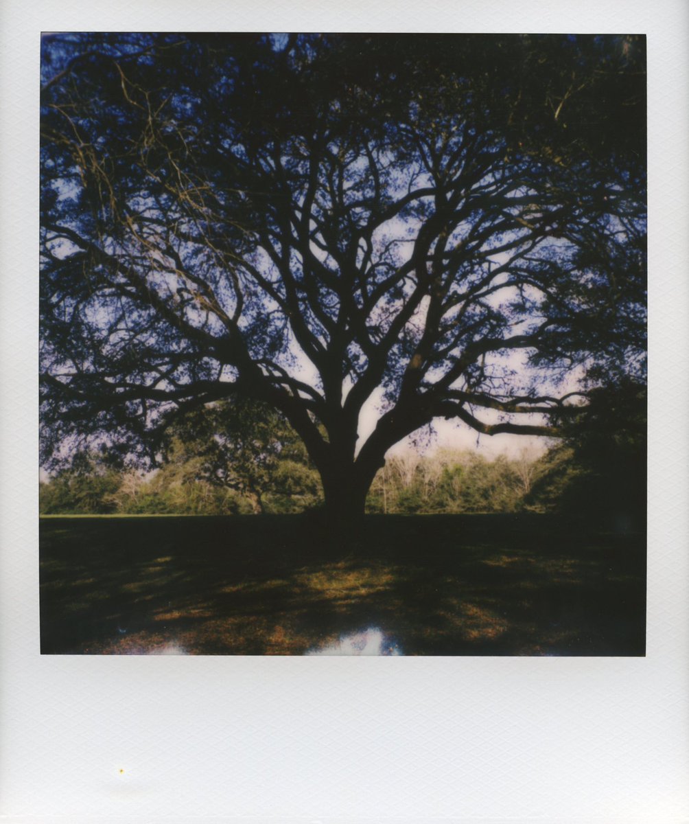 Happy Thursday! 🖤 

#polaroid #sx70 #landscapelovers #landscapephotography #photograghy #instantfilm #filmisnotdead #art #nature #photooftheday