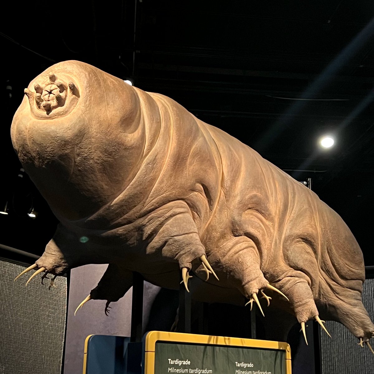 maybe she's born with it; maybe it's a cryptobiotic/tun state. 💄