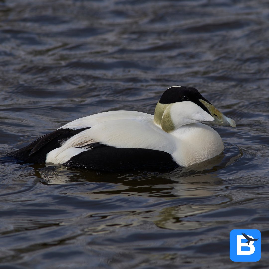 birda_org's tweet photo. ...and the answer is... Male Eider!
Well done if you got it right! Come back next week for some more Wildlife at Speed!
#birda #birdwatch #birdinguk #whatbird #wildlifeatspeed #birdidhelp #whatbirdisthis #birdchallenge #birdquiz #birdingquiz #blurrybird #wildlifewednesday https://t.co/nQ9sYsC8zG