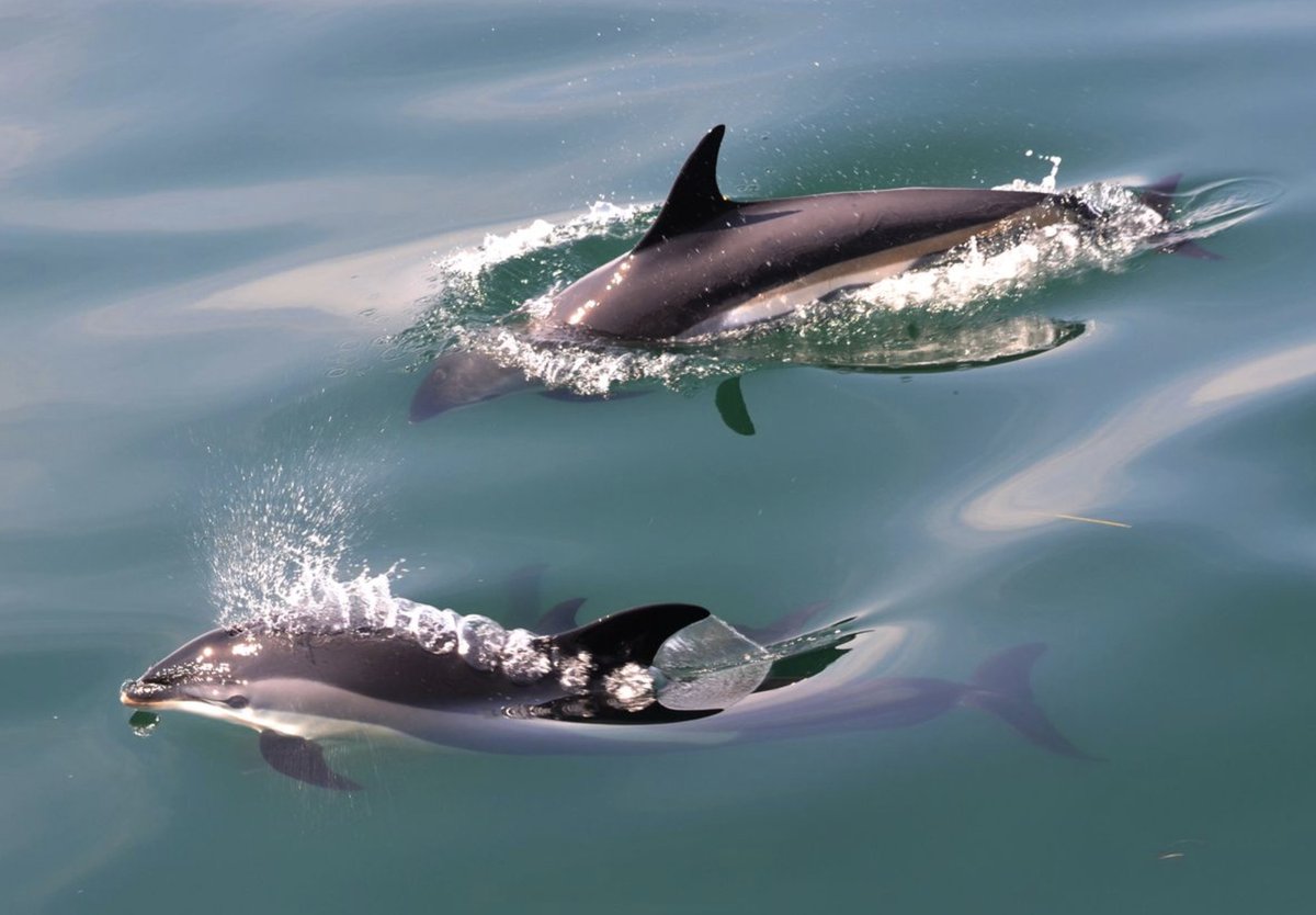 NEAQ's tweet image. Coming this April: The New England Aquarium #EcoventureCruise!

In partnership with @citycruises, this boat tour will give guests an up-close look at marine life while taking precautions to protect critically endangered North Atlantic #RightWhales.

More: bit.ly/3kIWH3O