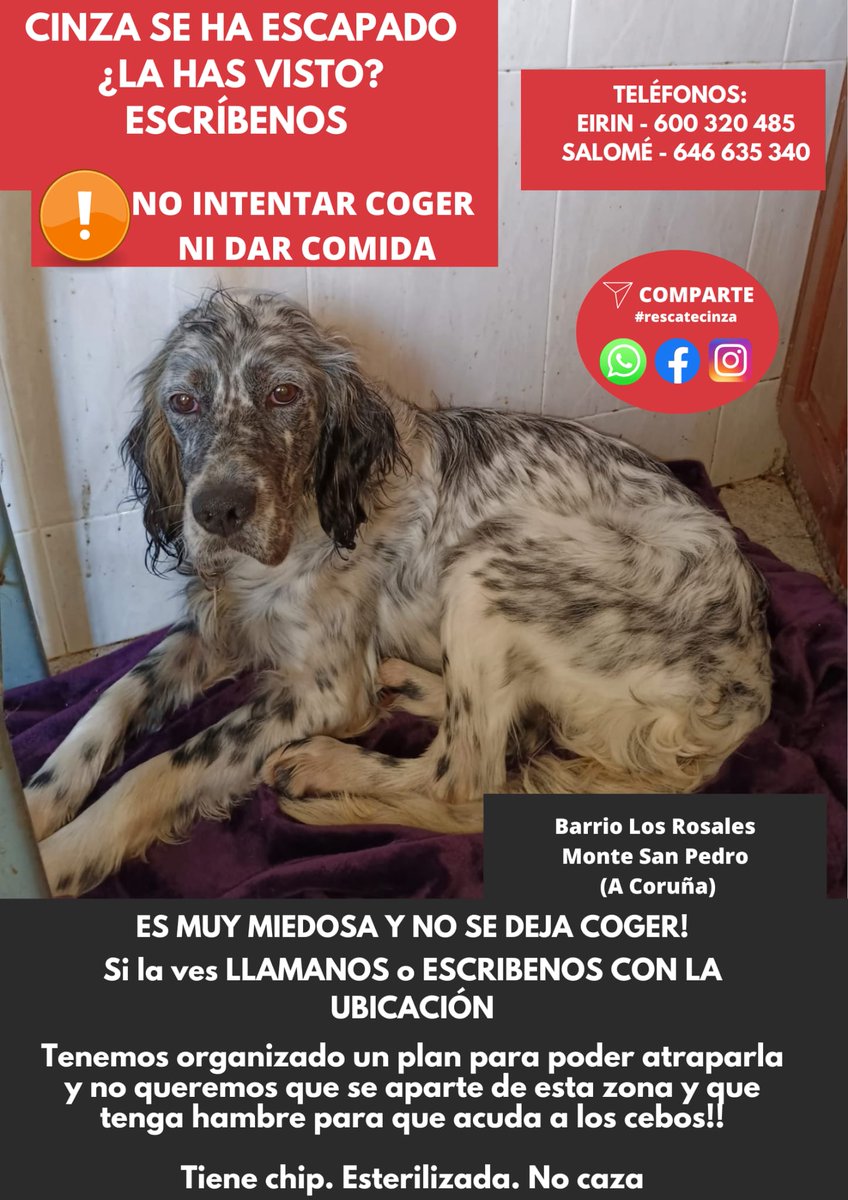 Hola, estamos buscando a Cinza en #ACoruña por favor si la veis no la llaméis ni la persigáis, avisad a los números de las fotos, mil gracias de antemano! #rescatecinza
<a href="/Policia_Coruna/">Policía Local A Coruña</a> <a href="/policia/">Policía Nacional</a> <a href="/guardiacivil/">Guardia Civil</a> <a href="/bombeiroscoruna/">BombeirosCoruña</a> <a href="/vozcoruna/">La Voz de A Coruña</a> <a href="/laopinioncoruna/">La Opinión A Coruña</a> <a href="/quincemil15000/">Quincemil</a> <a href="/CuacFM/">bsky: @cuacfm.org</a>