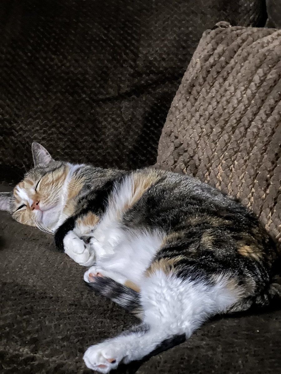mikalamcghee's tweet photo. How I’d love to be Nala right about now… https://t.co/IgwSwZelTK
