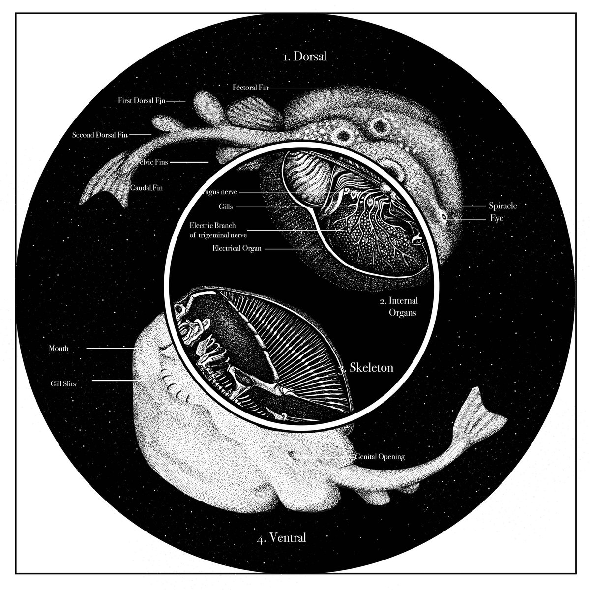jessi_eggers's tweet photo. This is an experimental look at the anatomy of the common torpedo. Displayed are the dorsal side, internal organs, the skeleton (don’t they look like angels?!) and their ventral (belly) side.
#electricray #scientificillustration #fishytheme #ichthyology #marinebiology https://t.co/WNDPvCaibm