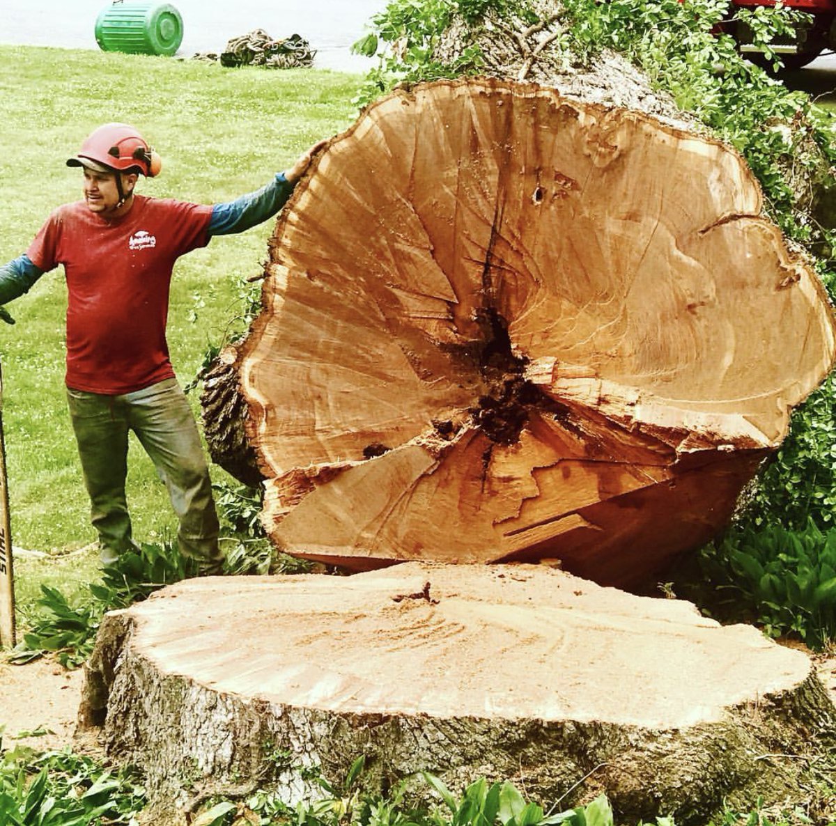 amazingtreesnj's tweet image. Large Tree Removal
To schedule a free estimate call us at (973)343-6868.

#TreeRemovalService #TreeRemovalServiceNJ #TreeRemoval #TreeRemovalExperts #ProfessionalTreeRemovalService
amazingtreeservicenj.blogspot.com/2023/03/large-…